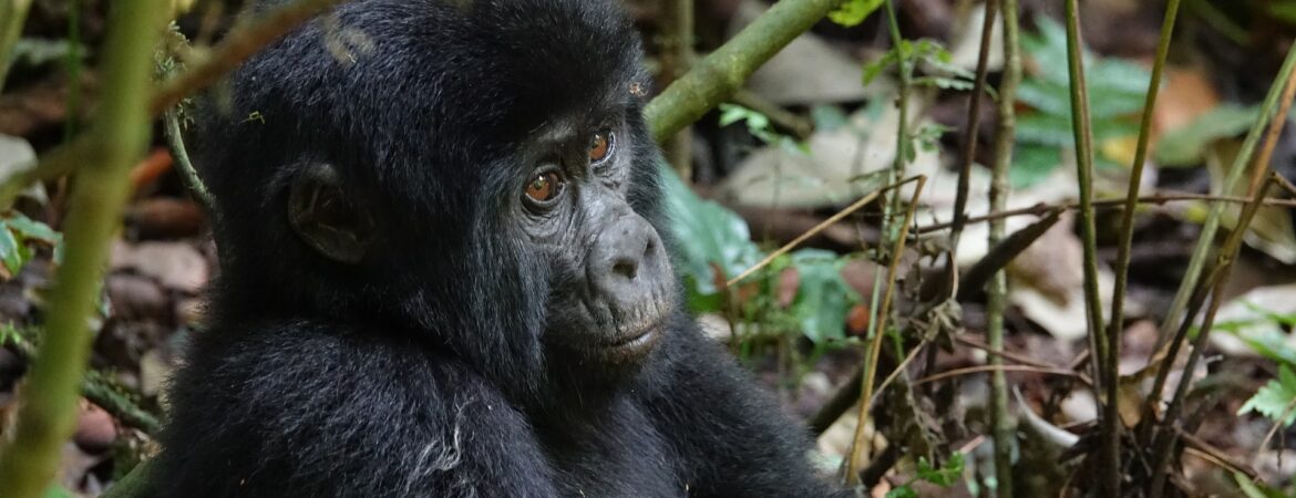 Best Gorilla Trekking Destinations in Africa