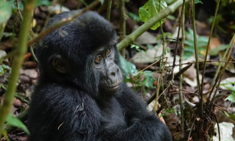 Best Gorilla Trekking Destinations in Africa
