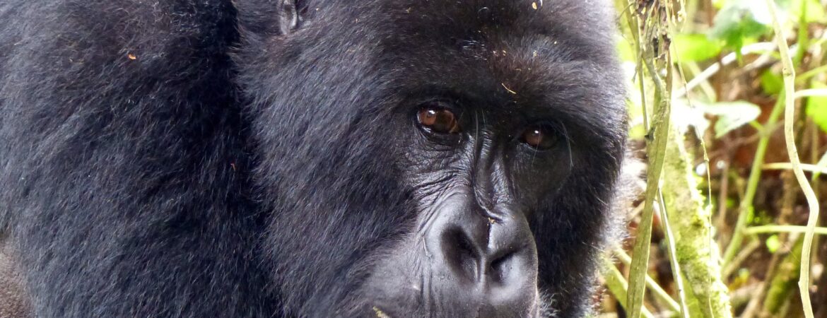 Best time to visit gorillas in Rwanda