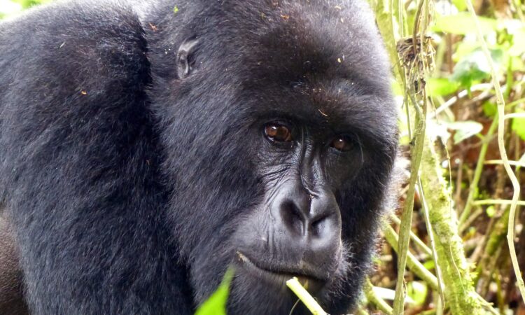 Best time to visit gorillas in Rwanda