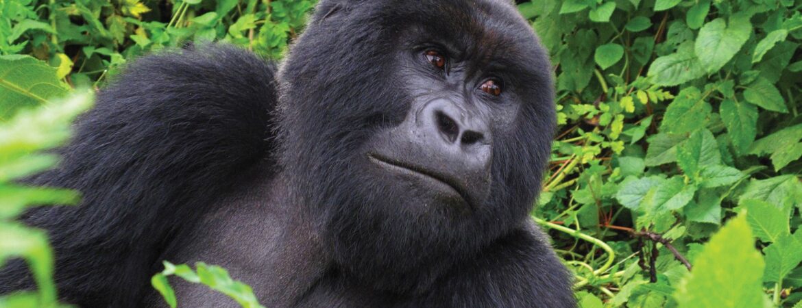 Best time to visit Rwanda