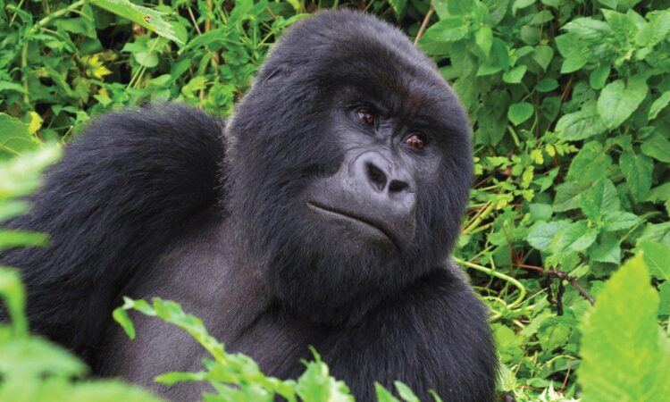 Best time to visit Rwanda