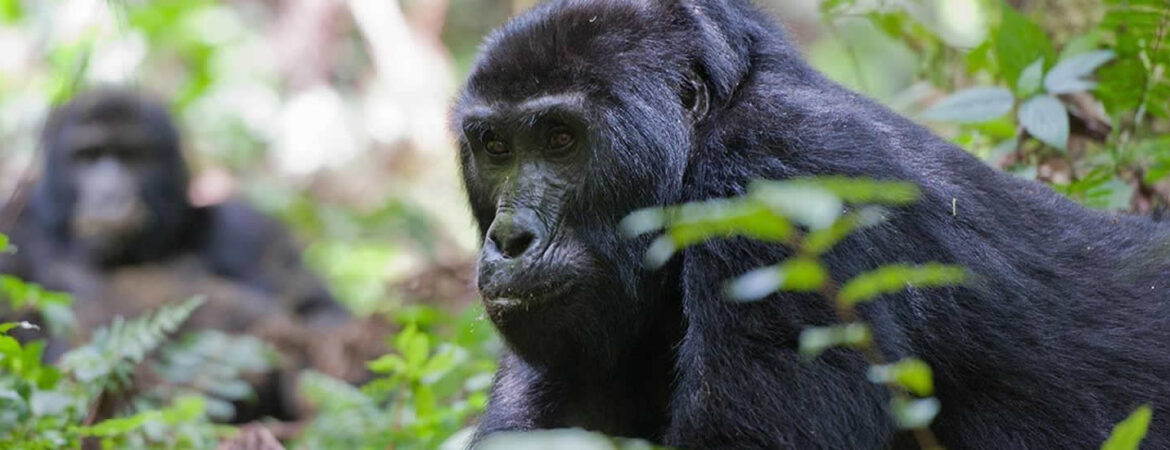 Congo Gorilla Permits