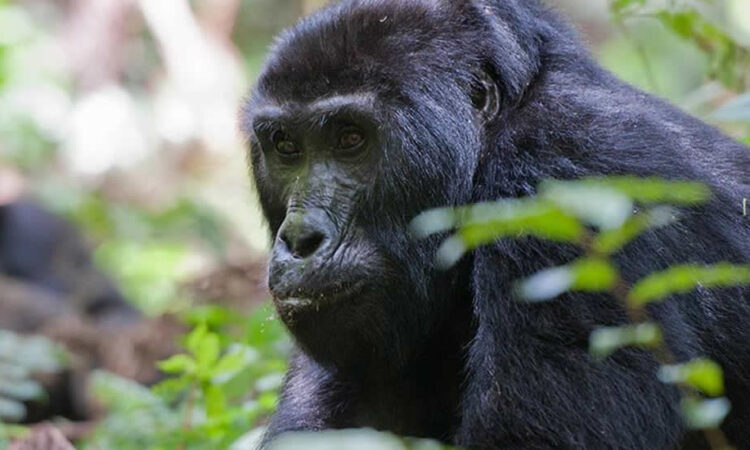 Congo Gorilla Permits