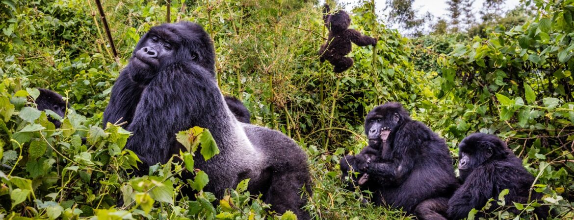 Gorilla Families in Bwindi Impenetrable National Park Uganda