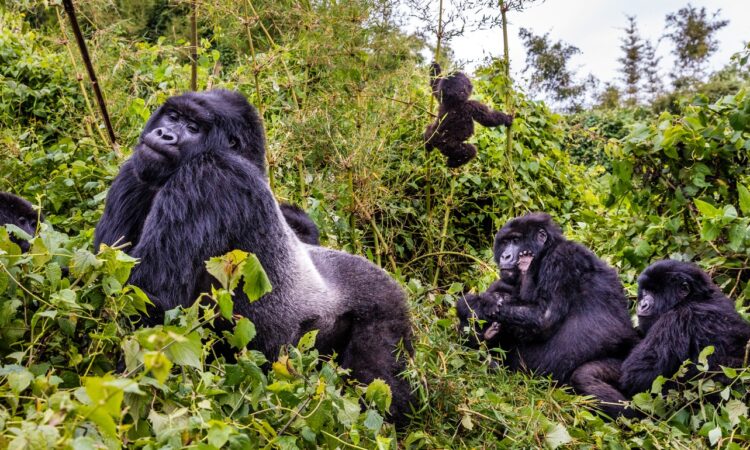 Gorilla Families in Bwindi Impenetrable National Park Uganda