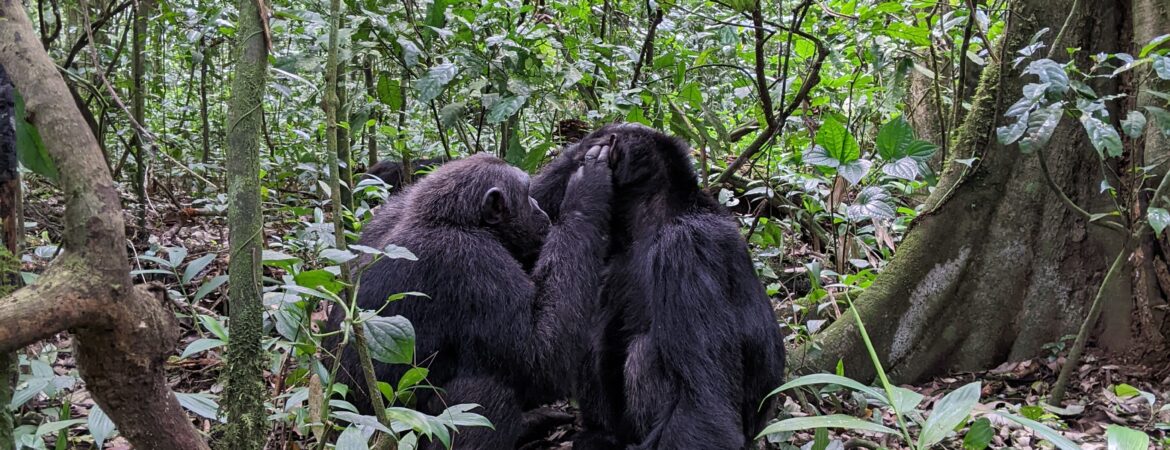 3 Days chimpanzee trekking in Kibale National Park