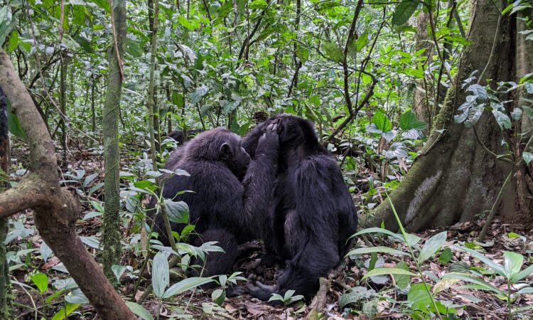 3 Days chimpanzee trekking in Kibale National Park