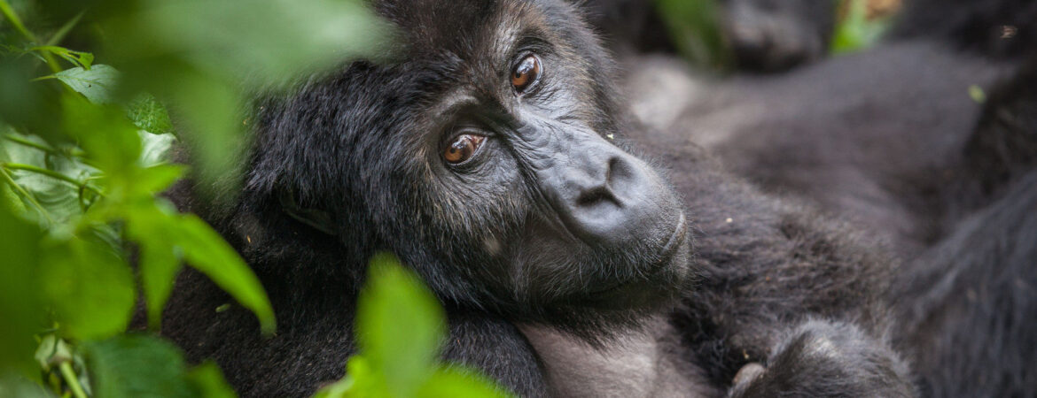 Gorilla Families in Rwanda