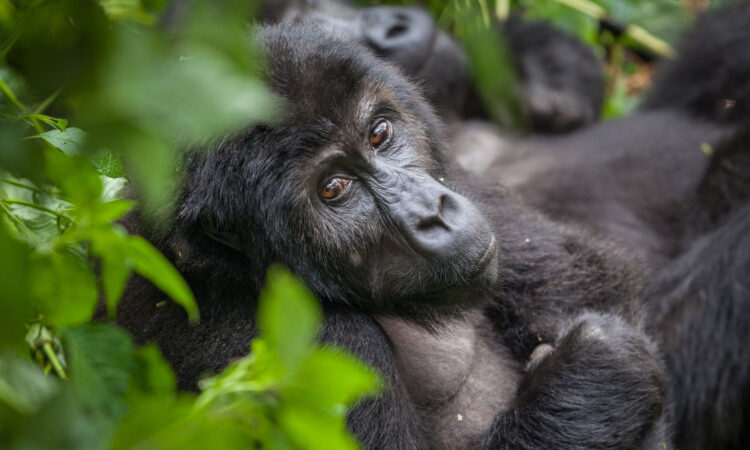 Gorilla Families in Rwanda