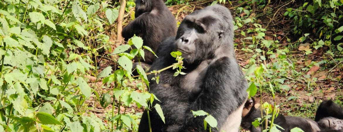 3 Days Uganda Gorilla Habituation Experience from Kigali