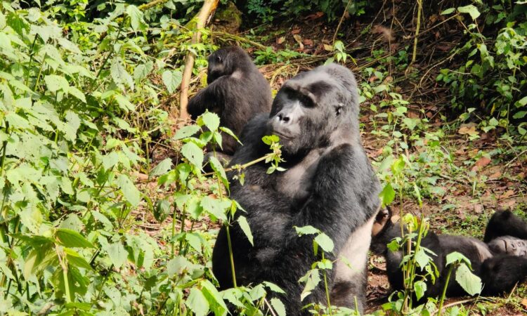 3 Days Uganda Gorilla Habituation Experience from Kigali