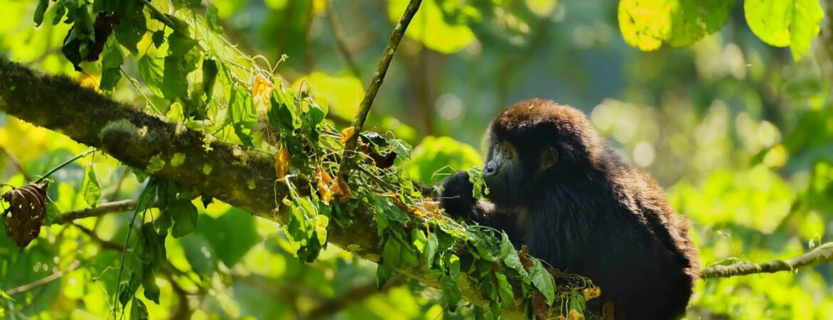 5 days Uganda Gorilla Trekking & Wildlife Tour