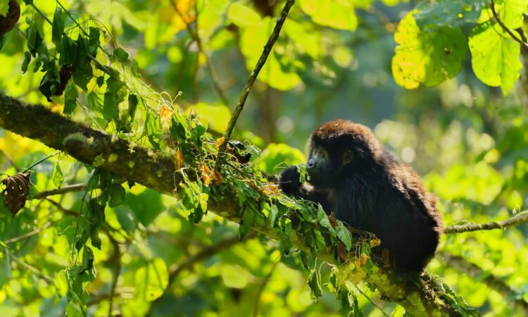 5 days Uganda Gorilla Trekking & Wildlife Tour