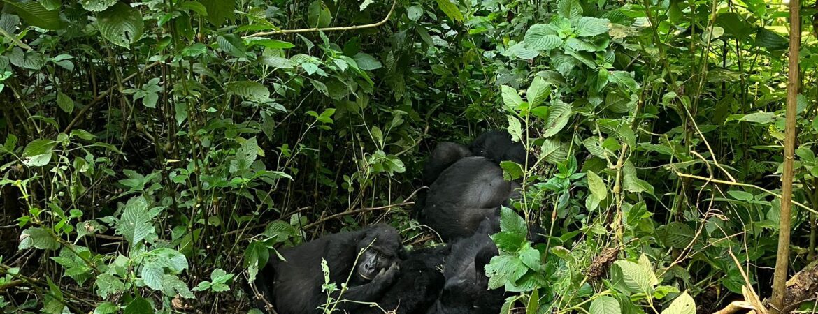 10 days Uganda Gorilla Safari