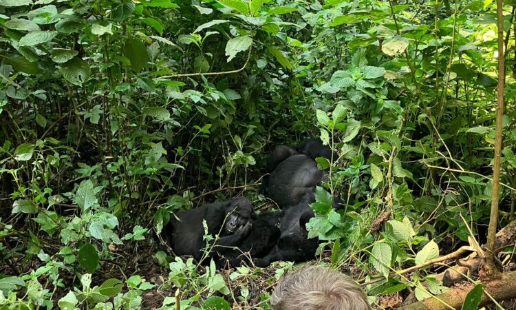 10 days Uganda Gorilla Safari