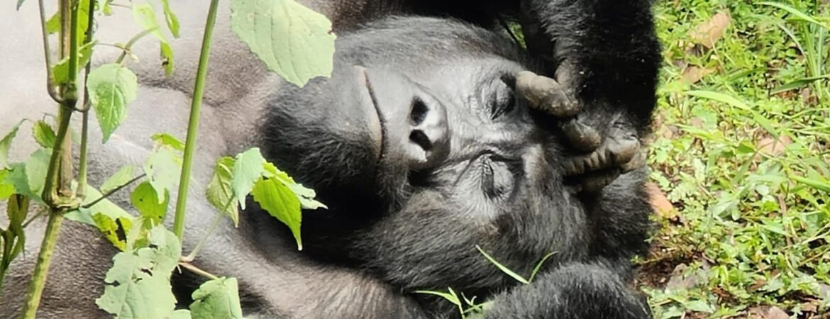 3 days Bwindi Gorilla Safari from Entebbe