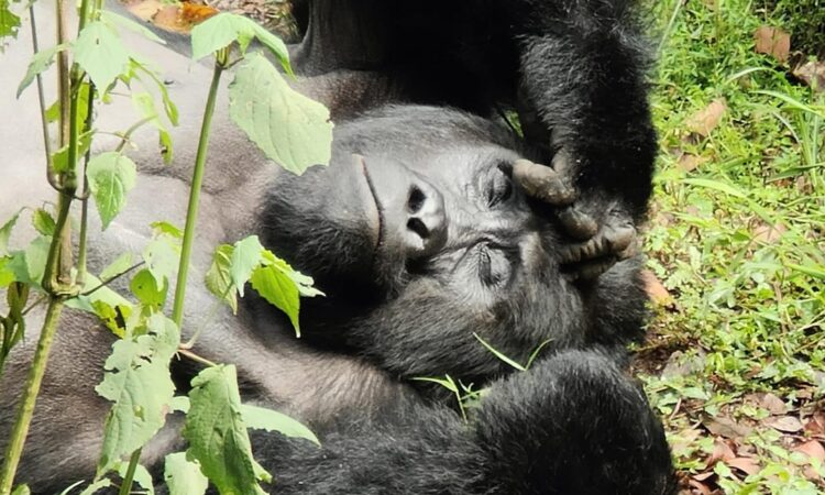 3 days Bwindi Gorilla Safari from Entebbe