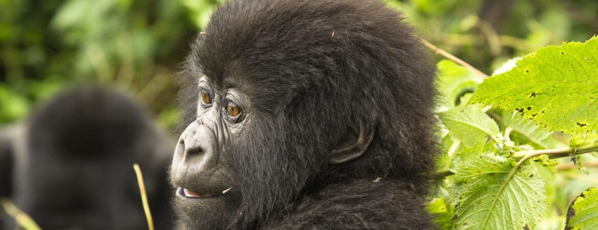 gorilla families in Buhoma