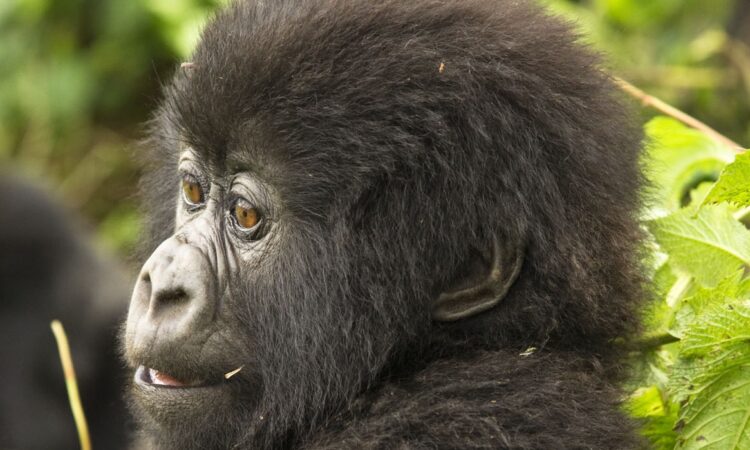 gorilla families in Buhoma