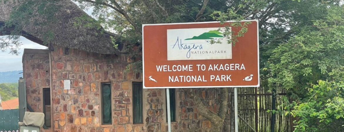 Game drives in Akagera National Park