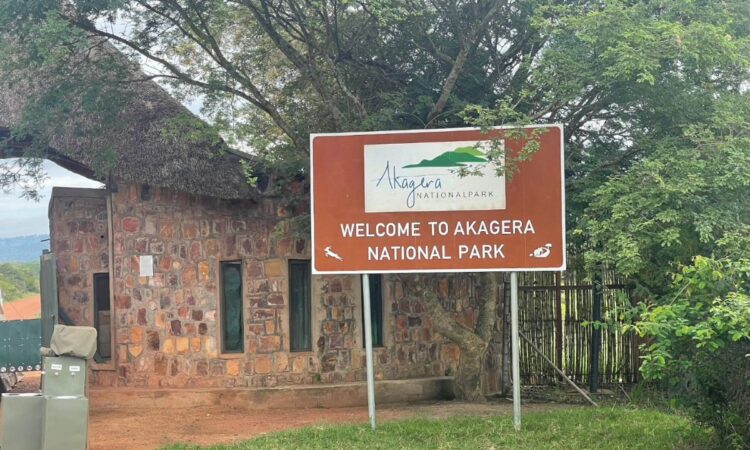 Game drives in Akagera National Park