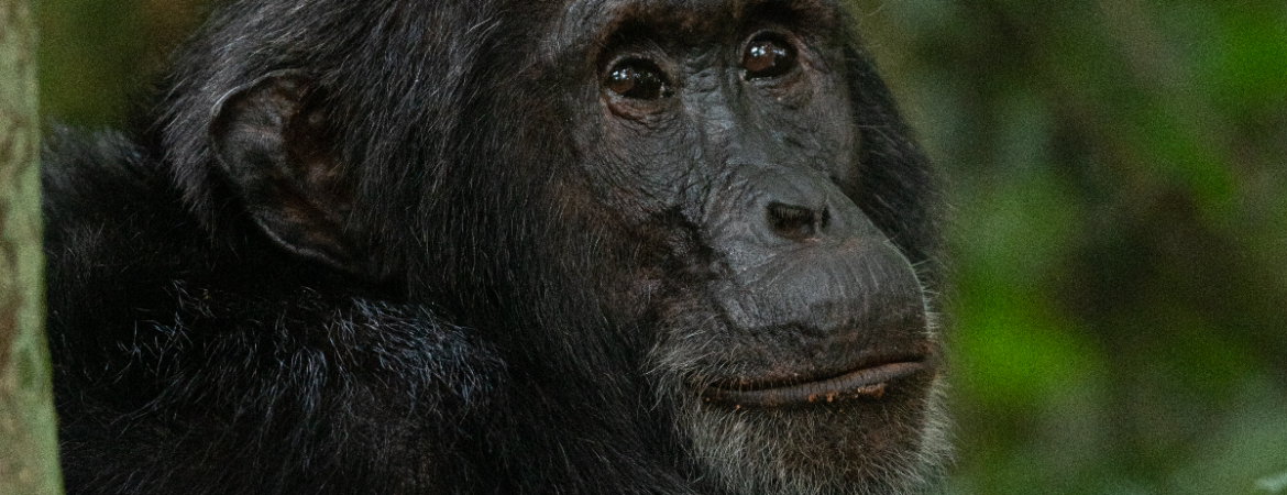 3 Days Nyungwe Forest Chimpanzee Safari