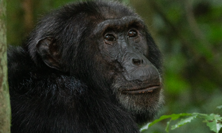 3 Days Nyungwe Forest Chimpanzee Safari